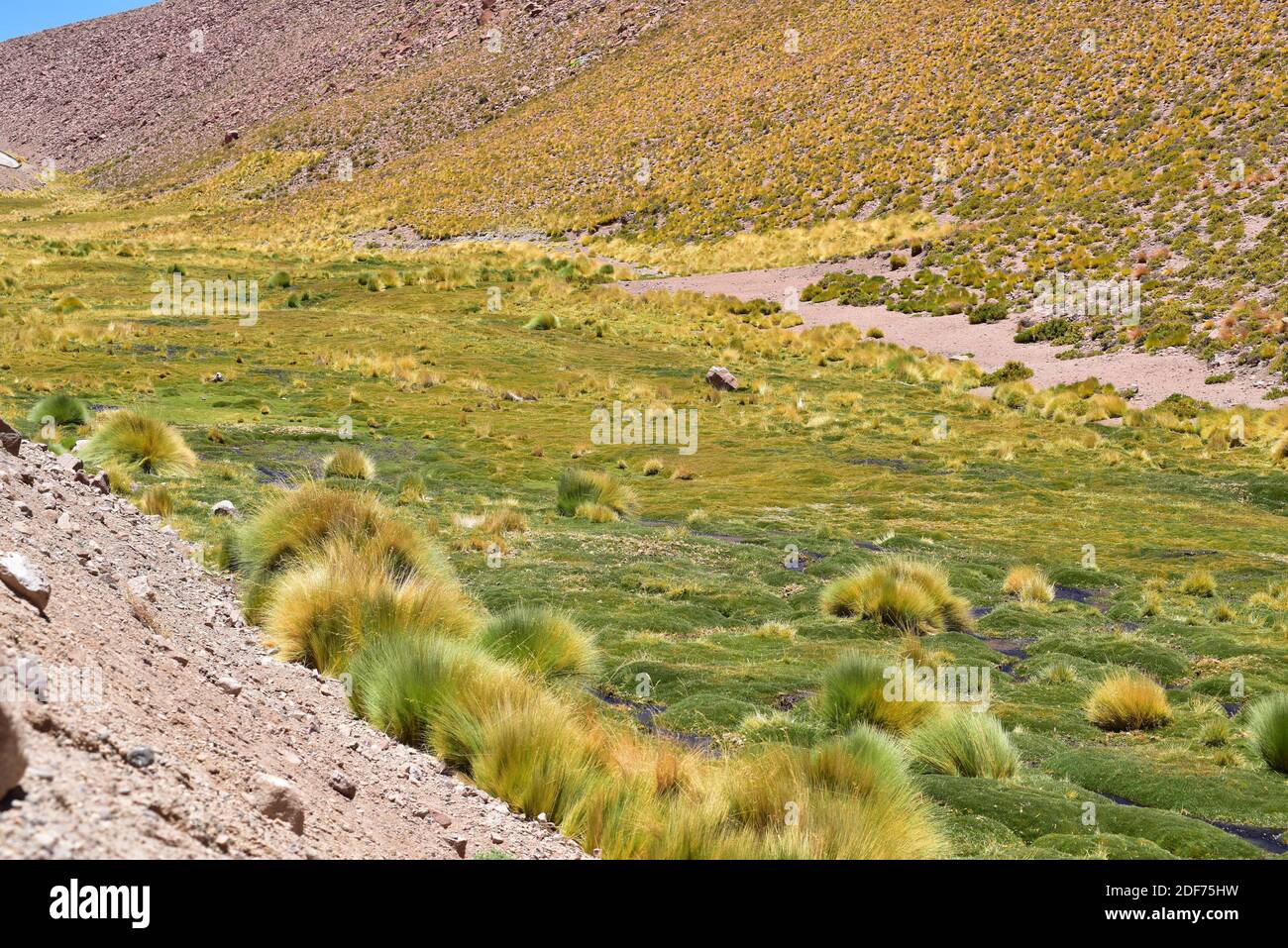 Bofedal is a kind of wetland found in Bolivia, Chile and Peru Andes. This ecosystem is dominated by Juncaceae plants like Distichia muscoides and Stock Photo