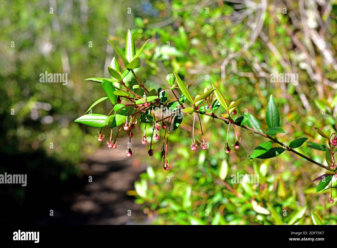 Strawberry myrtle ugni molinae hi-res stock photography and images - Alamy