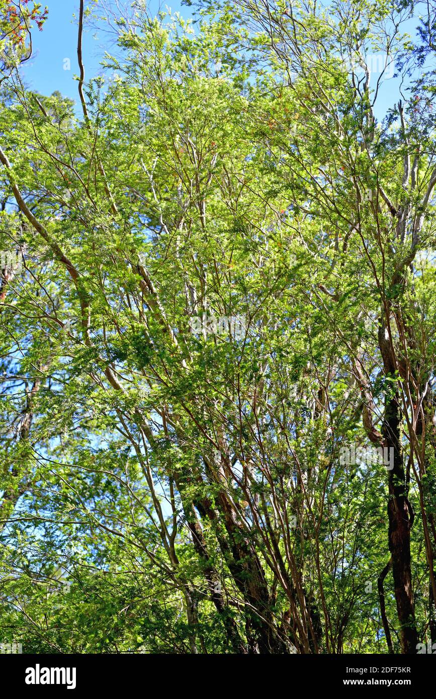 Tepu Or Tepual Tepualia Stipularis Or Metrosideros Stipularis Is An Evergreen Tree Native To Temperate Forests Of Argentina And Chile This Photo Stock Photo Alamy