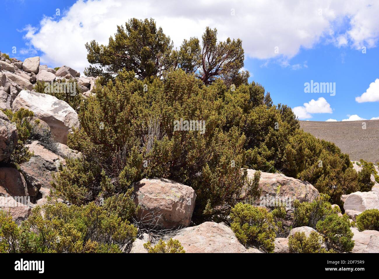 Queñua or queñoa de altura (Polylepis rugulosa) is an endangered small tree native to Andes Mountains. This photo was taken in Lauca National Park, Stock Photo