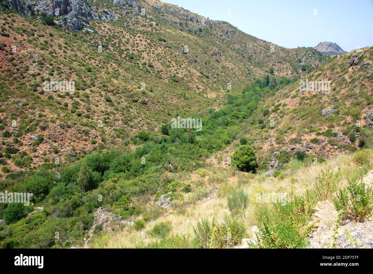 Gallery forest is a vegetal formation linked to a existence of a watercourse. This photo was taken in Malaga province, Andalucia, Spain. Stock Photo