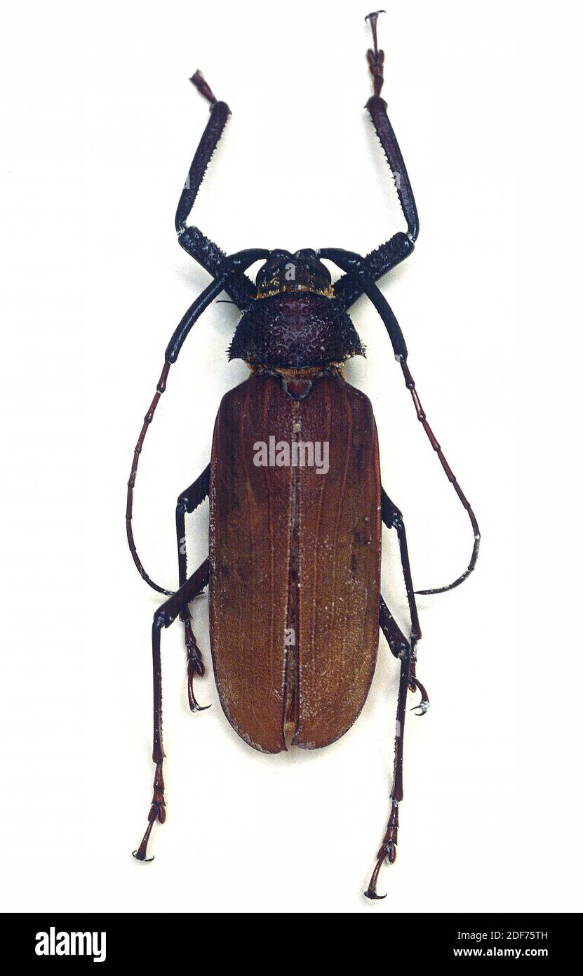 Batocera fischeri is a longhorned beetle. Stock Photo