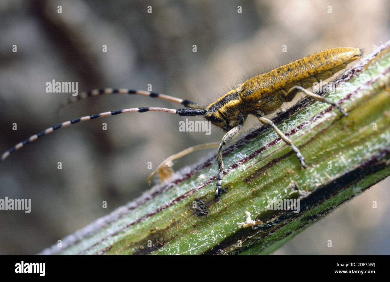 Golden-bloomed grey longhorn beetle (Agapanthia vilosoviridescens) is a longhorn beetle native to Europe and Near East. Stock Photo