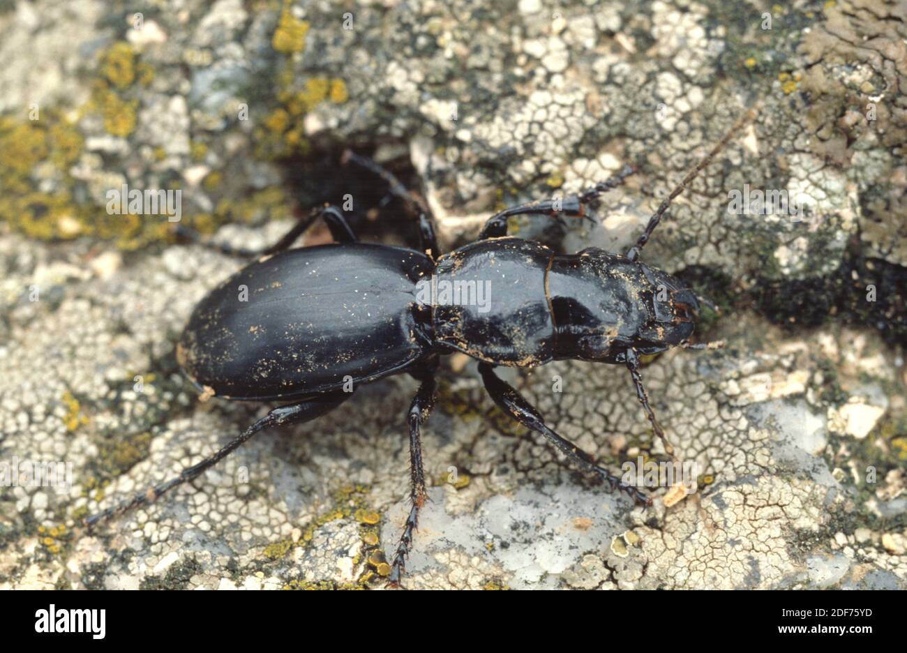 Ground beetle (Broscus cephalotes) is an insect native to Europe. Stock Photo