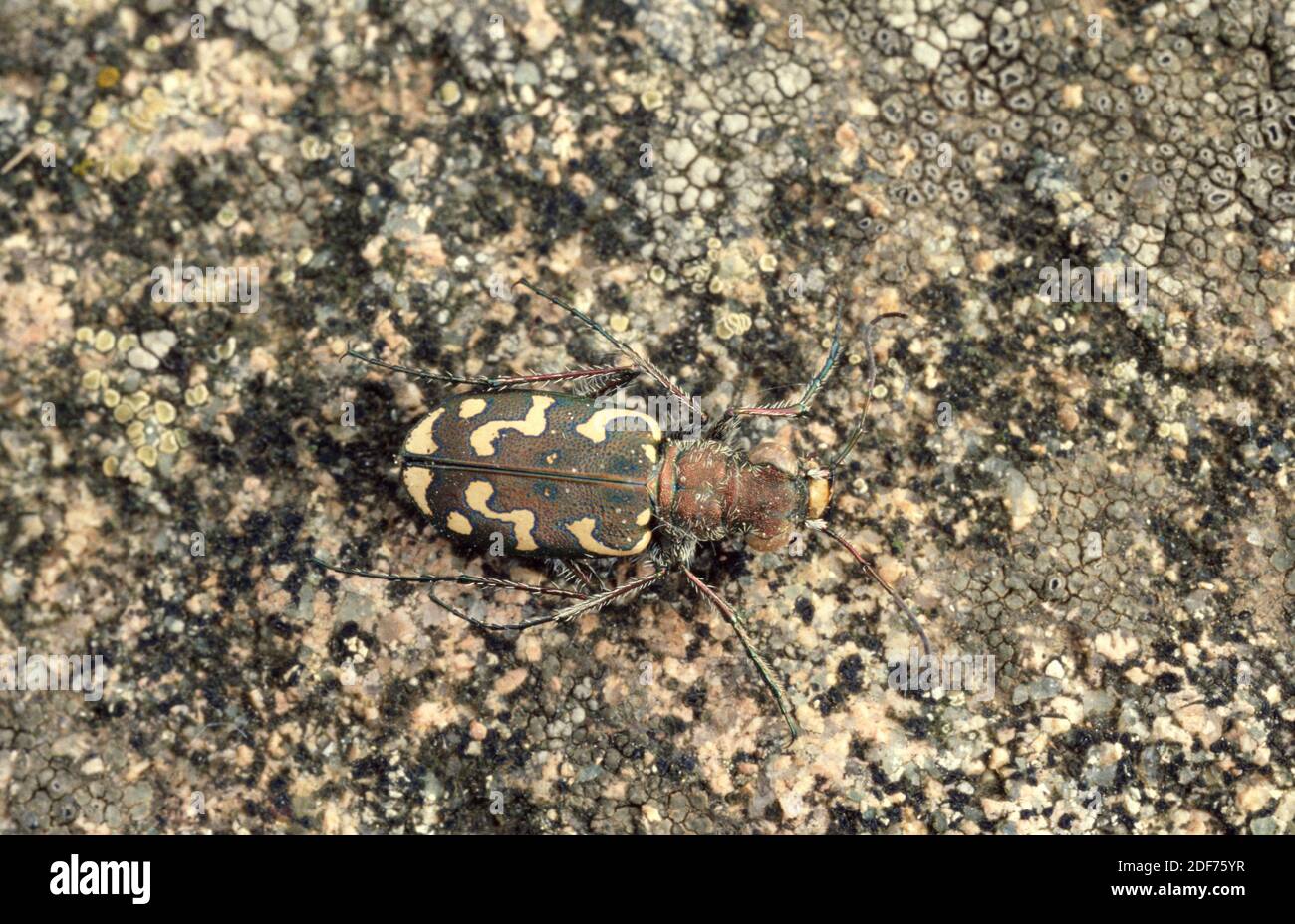 Tiger beetle (Cicindela flexuosa) is a ground beetle native to Europe. Stock Photo