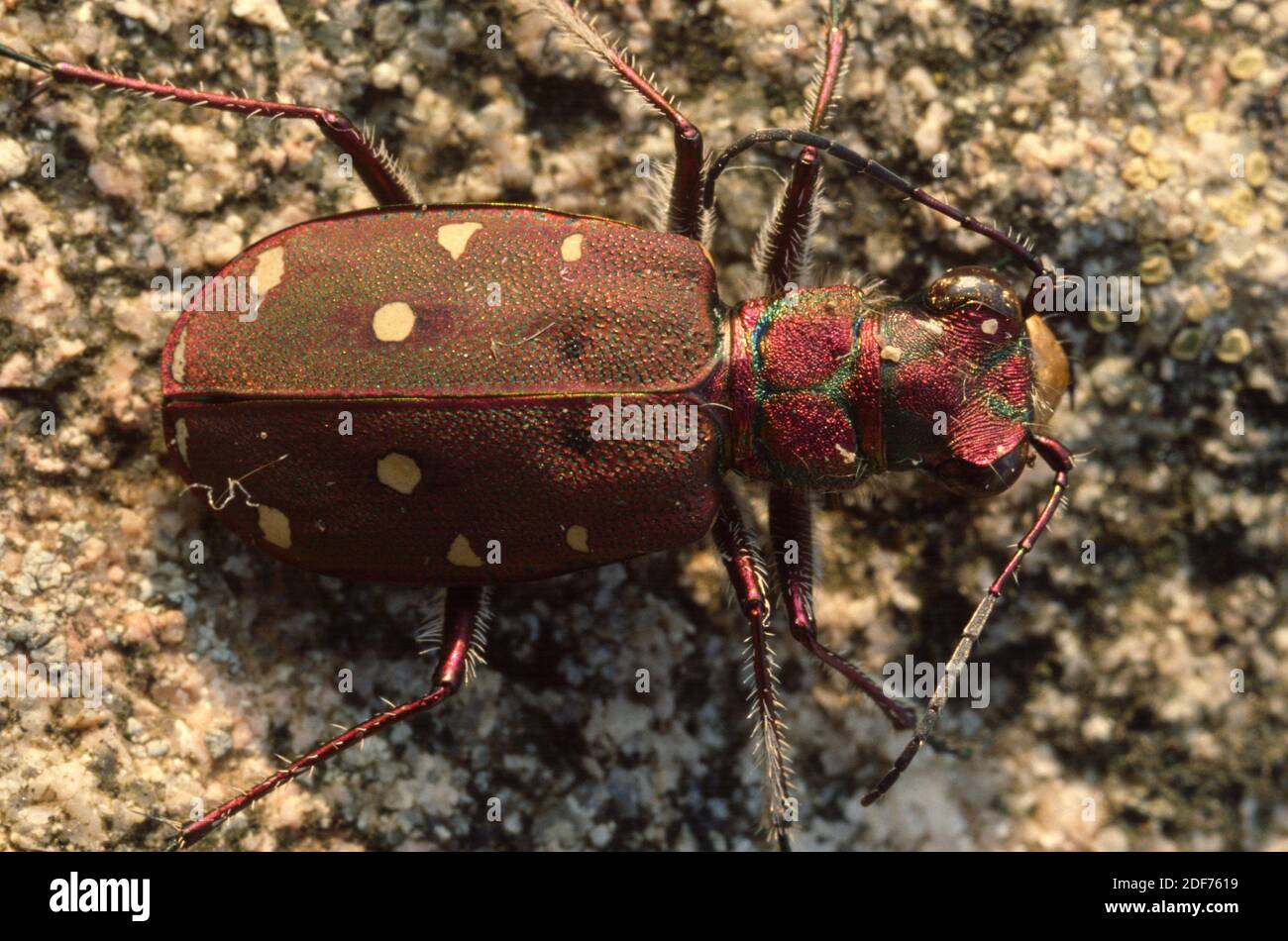 Tiger beetle (Cicindela maroccana) is a ground beetle native to western Mediterranean Basin. Stock Photo