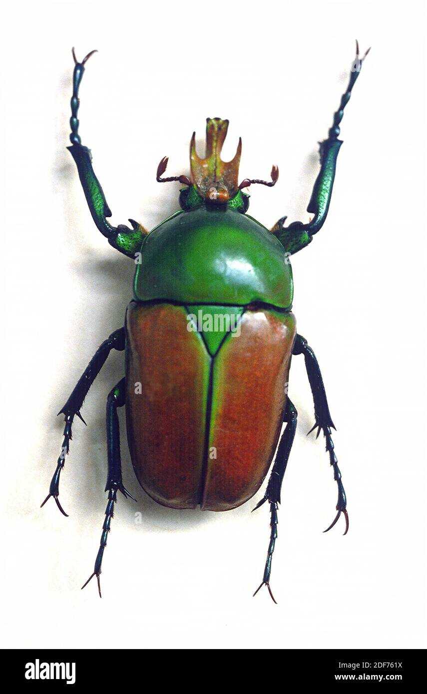 Taurrhina longiceps is a beetle native to Africa. Male. Stock Photo