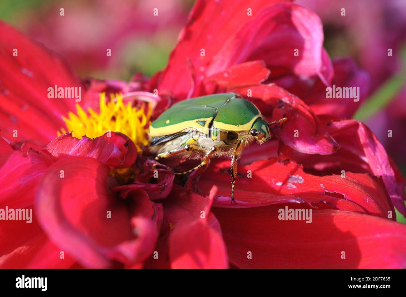 Pachnoda stehelini is a beetle native to Africa. This photo was taken