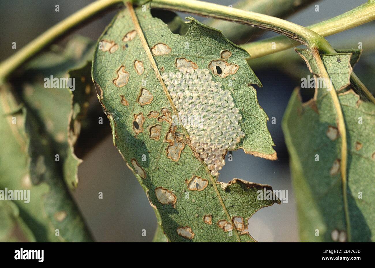 Clouded magpi (Abraxas sylvata) is a moth native to Eurasia. Eggs on an ash tree. Stock Photo