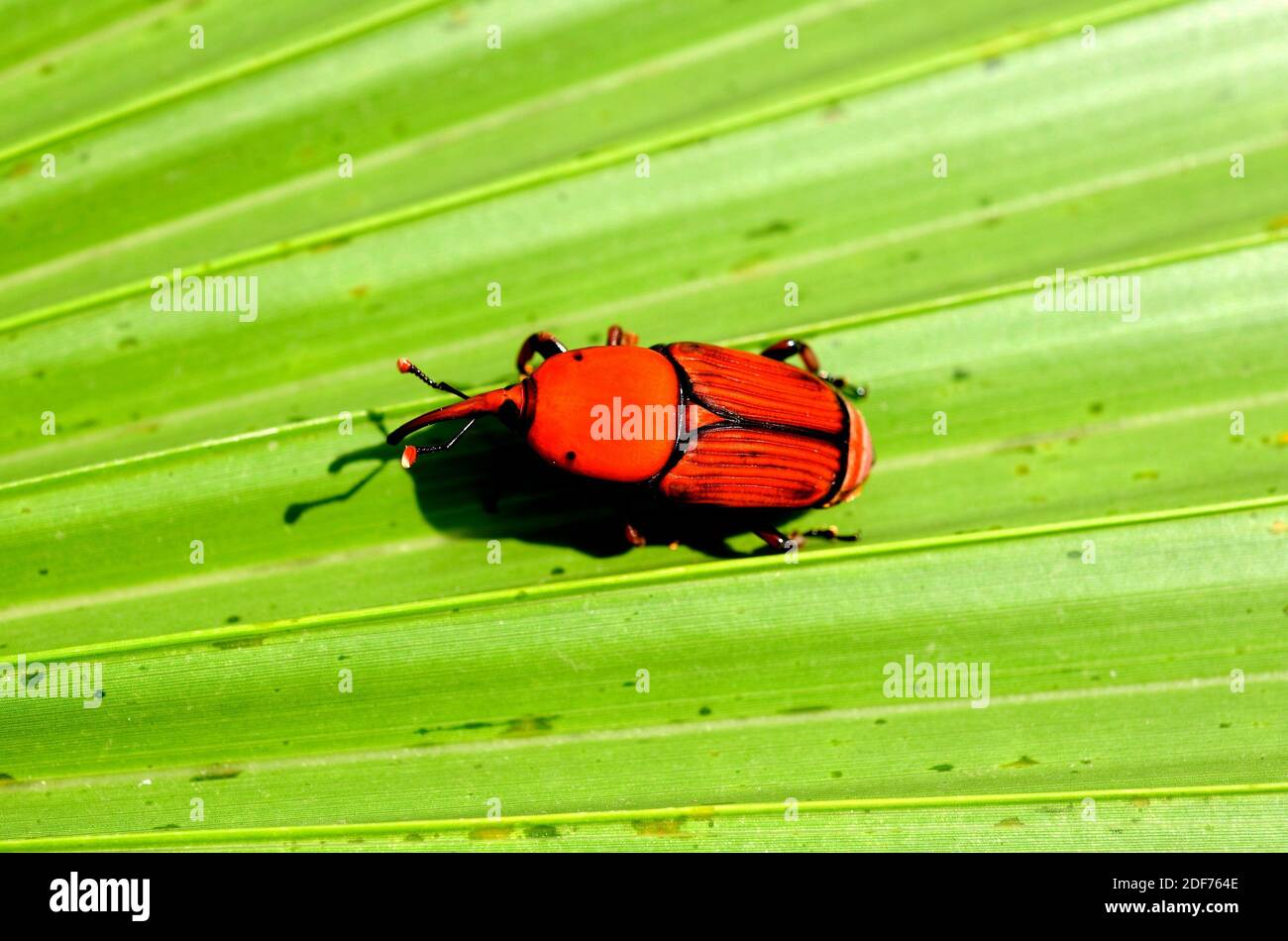 Picudo rojo rhynchophorus ferrugineus hi-res stock photography and ...
