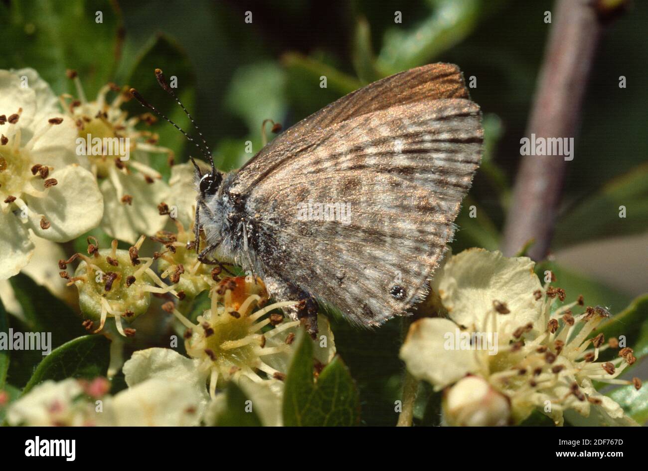 Damon blue (Agrodiaetus damon or Polyommatus damon) is a butterfly native to Europe. Stock Photo