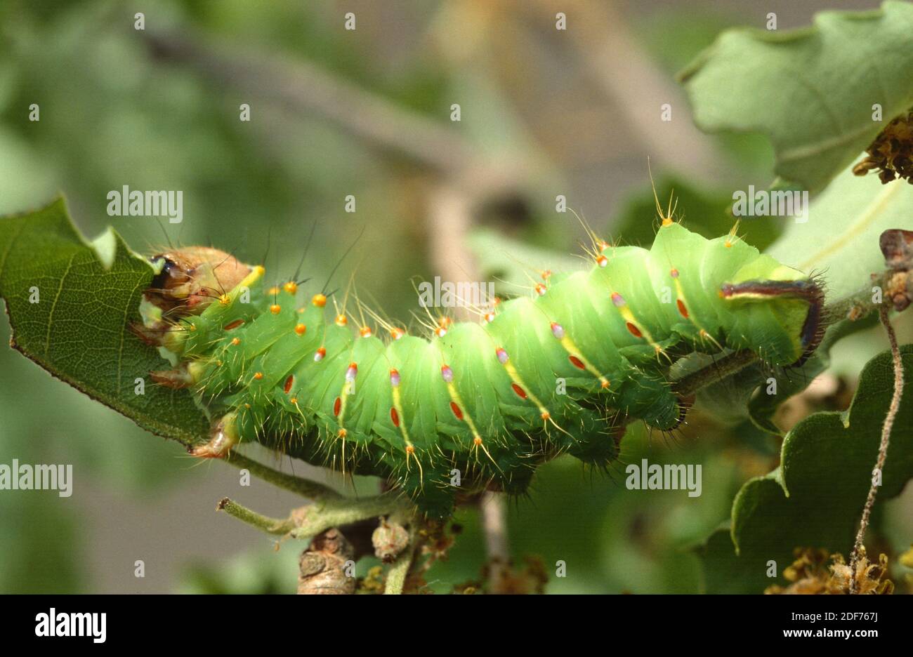 Polyphemus moth (Antheraea polyphemus) is a moth native to North