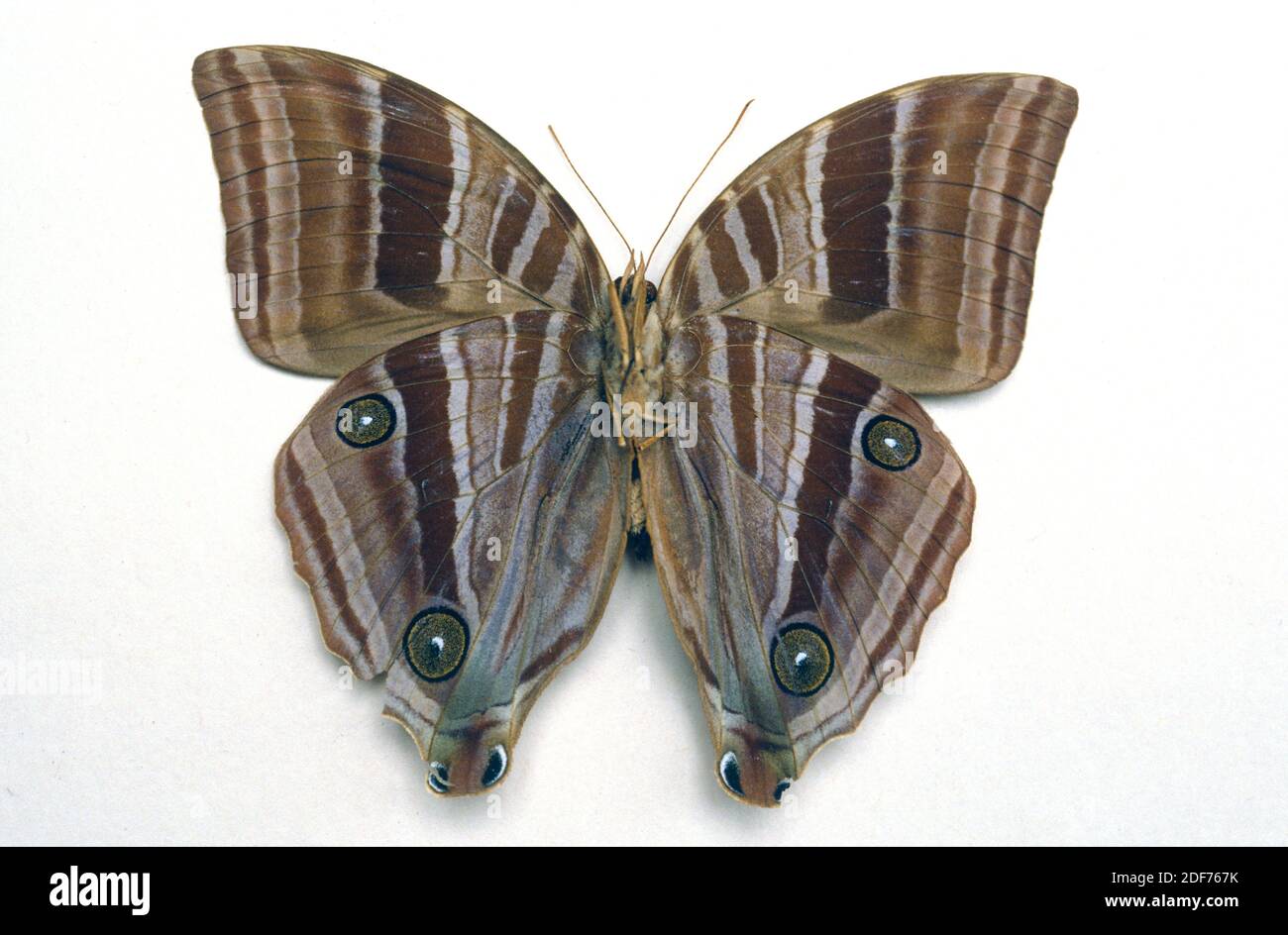 Amathusia perakana is a butterfly native to Indonesia and Malaysia. Ventral surface. Stock Photo