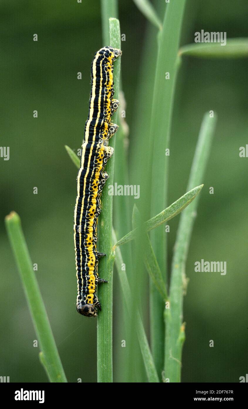 Apopestes spectrum is a moth native to Mediterranean Basin. Caterpillar. Stock Photo