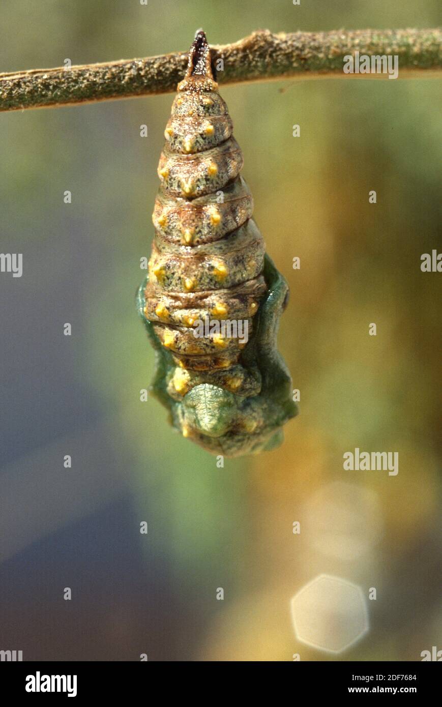 Small tortoiseshel (Aglais urticae) chrysalis. Stock Photo