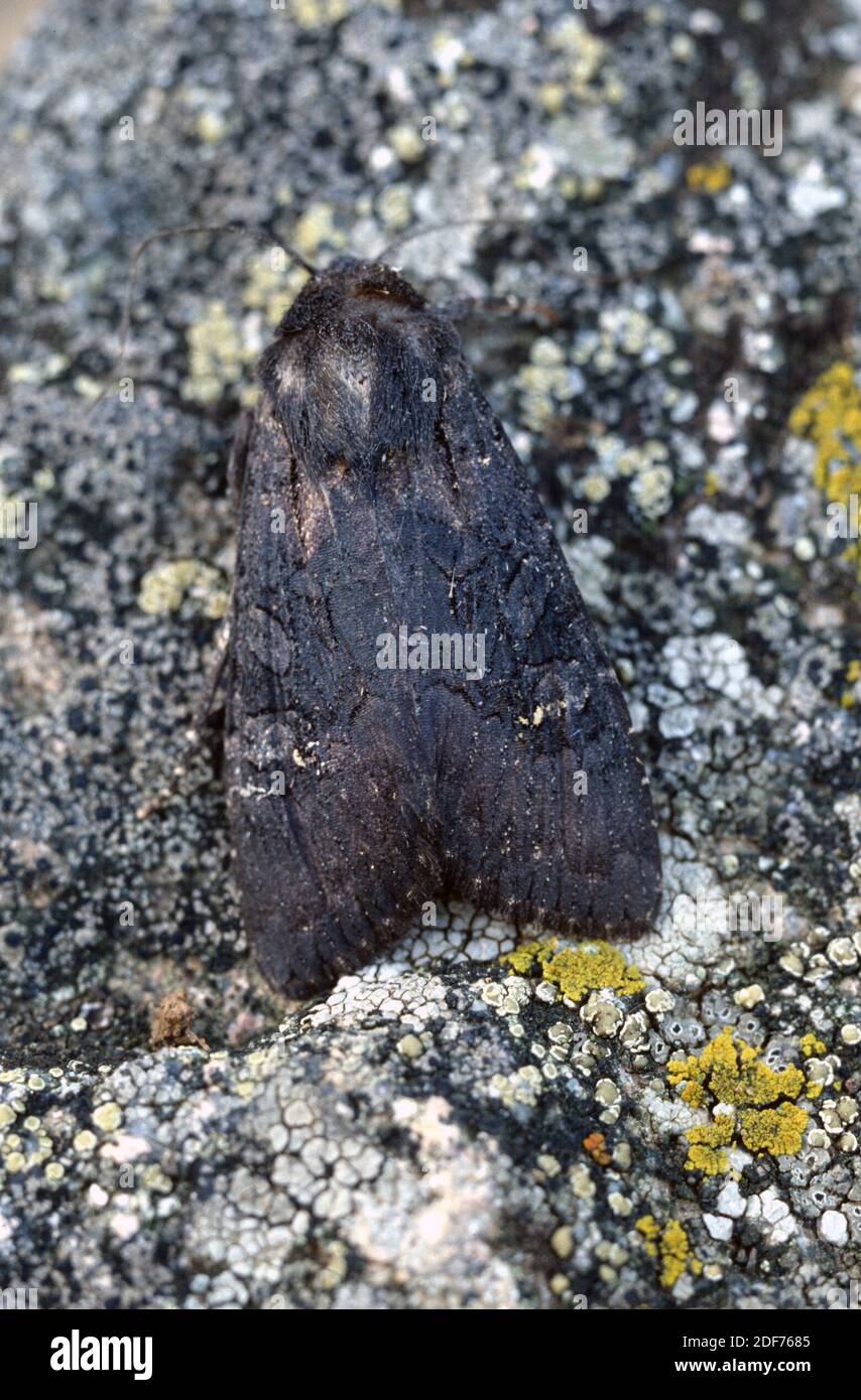 Turnip moth (Agrotis segetum) is a moth native to Eurasia and Africa. Stock Photo