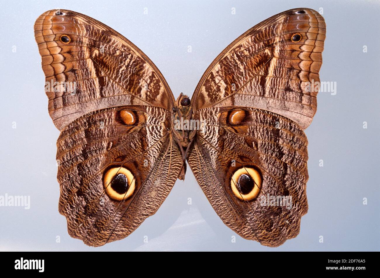 Brazilian owl or almond-eyed owl (Caligo brasiliensis) is a butterfly native to tropical America, from Mexico to Brazil. Stock Photo