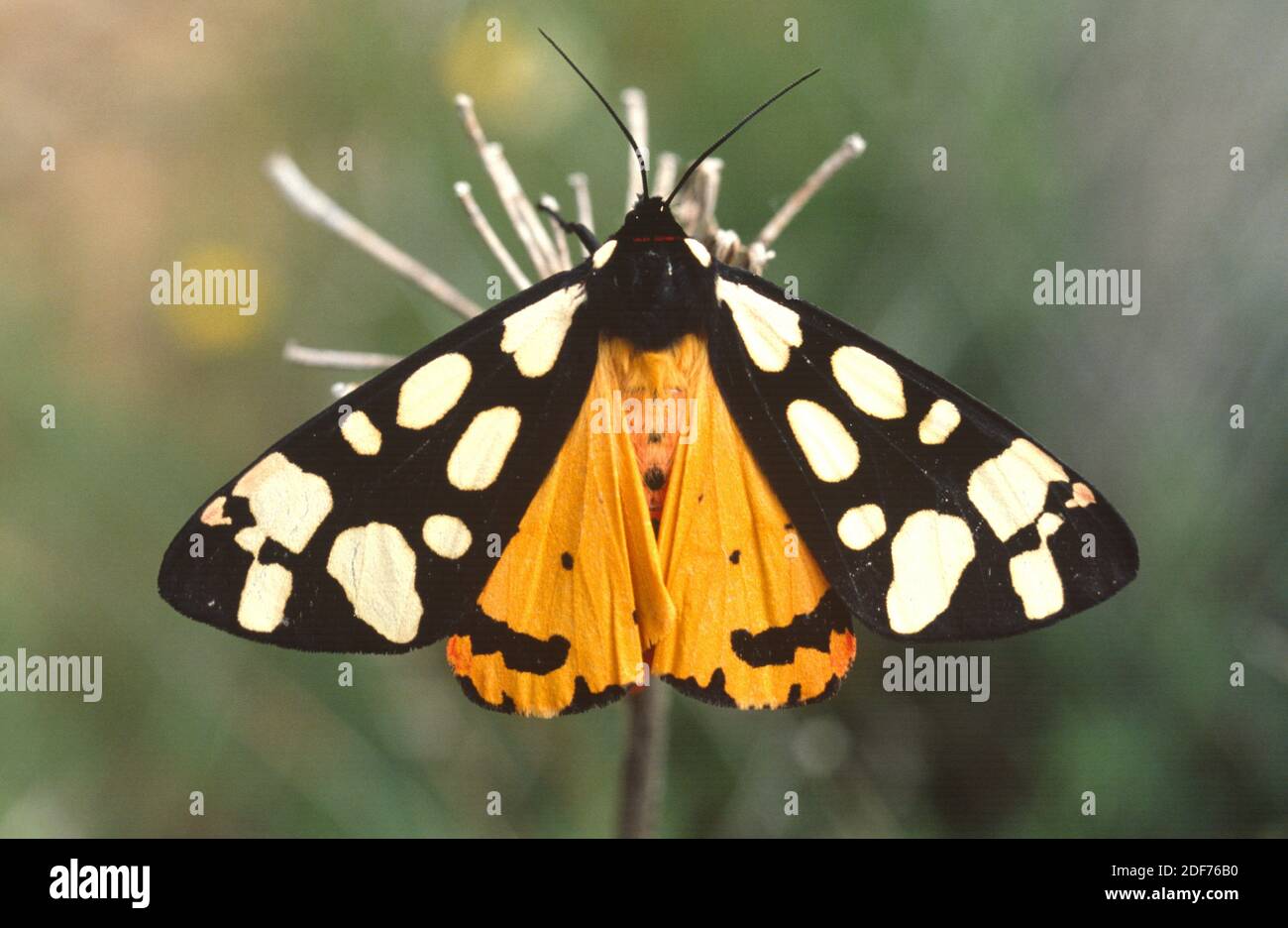 Cream-spot tiger (Arctia villica) is a moth native to southern Europe, northern Africa and southwestern Asia. Adult. Stock Photo