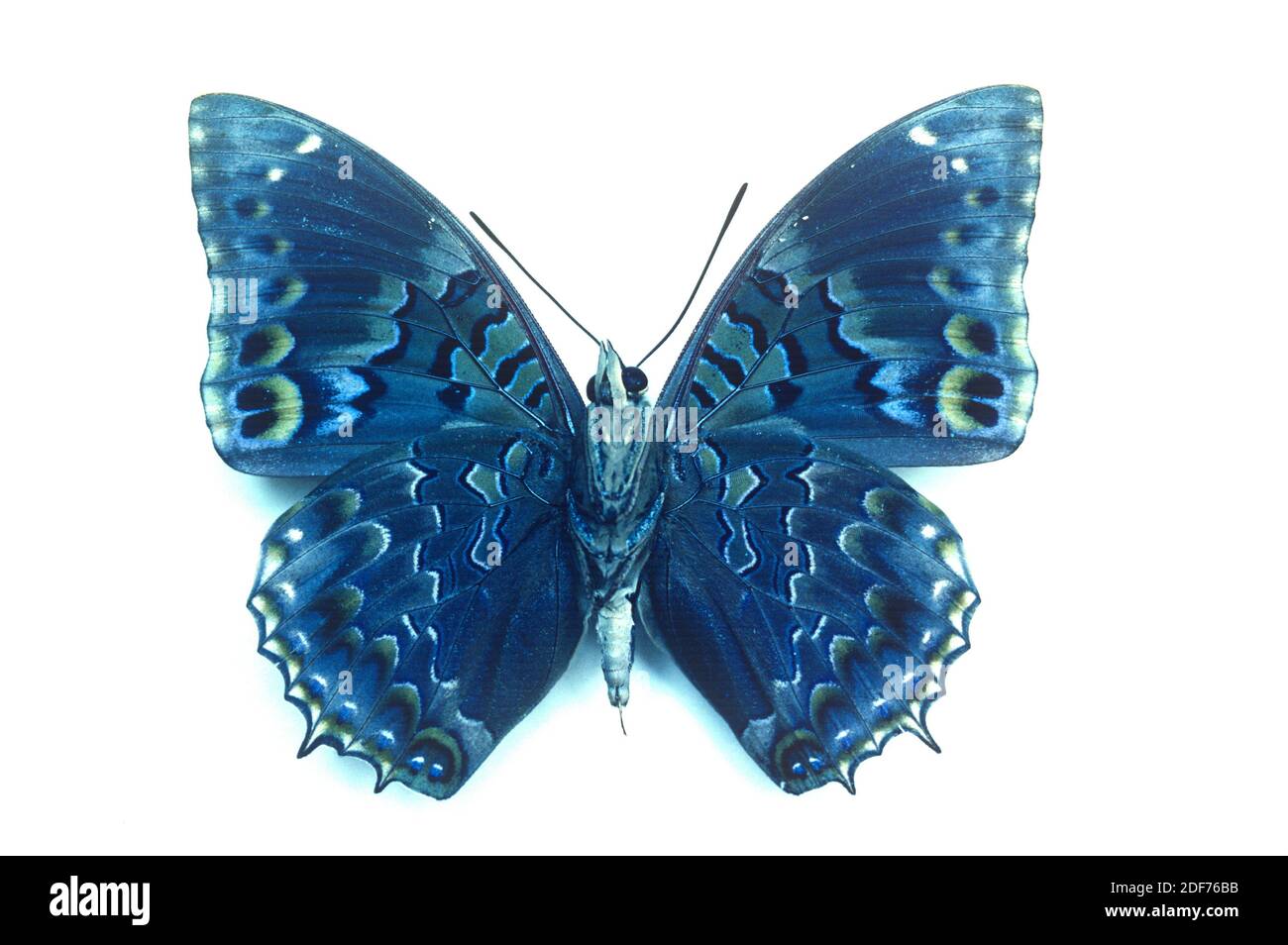 Western blue charaxes (Charaxes smaragdalis) is a butterfly native to Africa. Male, ventral surface. Stock Photo