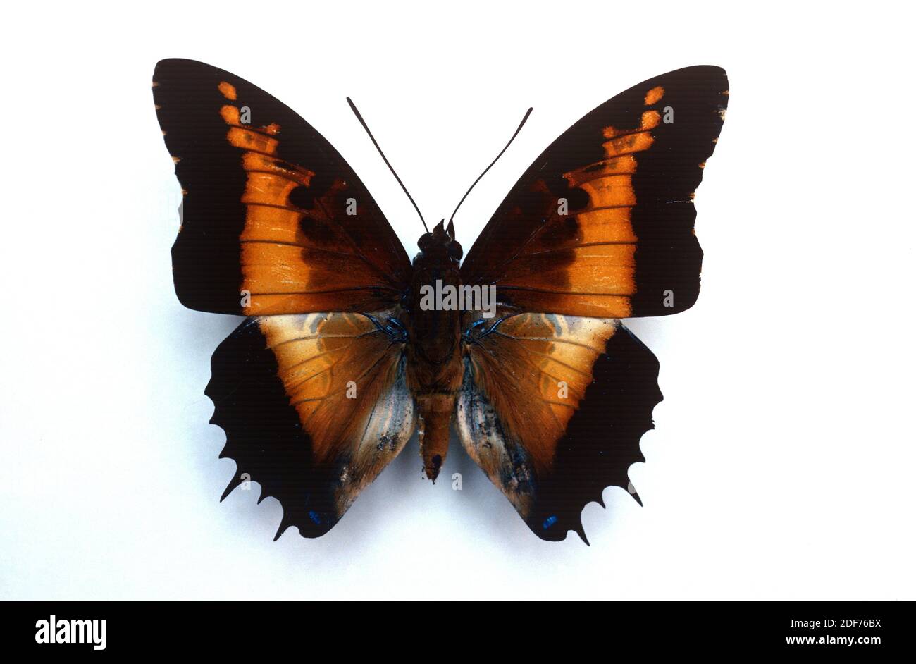 Black-bordered charaxes (Charaxes pollux) is a butterfly native to Africa. Male, dorsal surface. Stock Photo