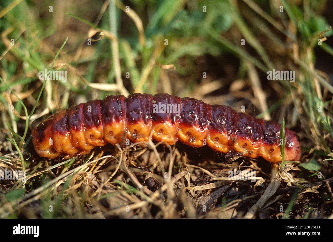 Goat moth (Cossus cossus) is a moth native to Eurasia and north Africa