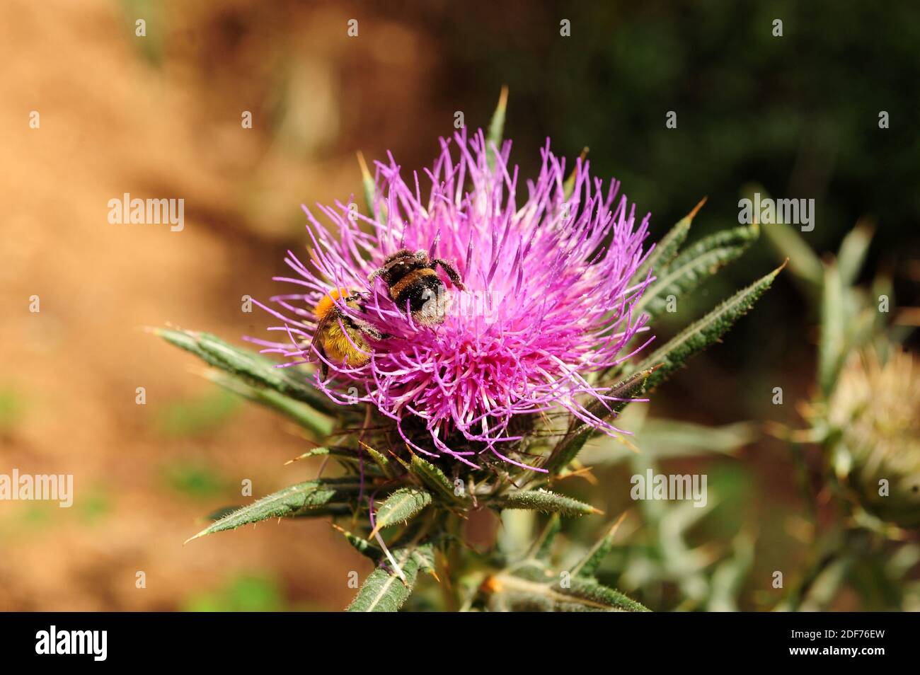 Two species of bumblebee Bombus terrestris (at right) and Bombus pratorum on thistle inflorescence. Stock Photo