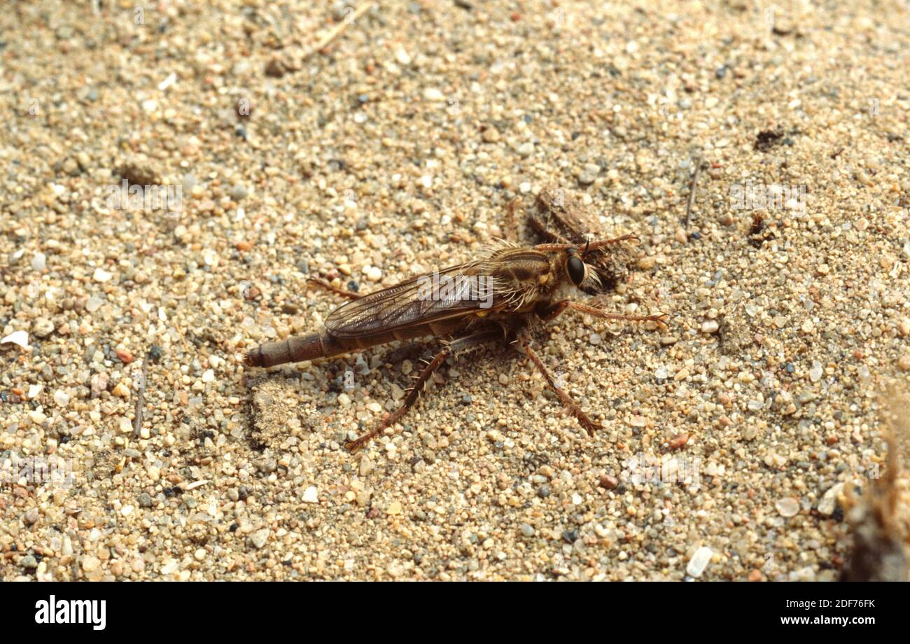 Hornet robberfly (Asilus crabroniformis) is a predator diptera insect. This photo was taken in Pals beach, Girona province, Catalonia, Spain. Stock Photo