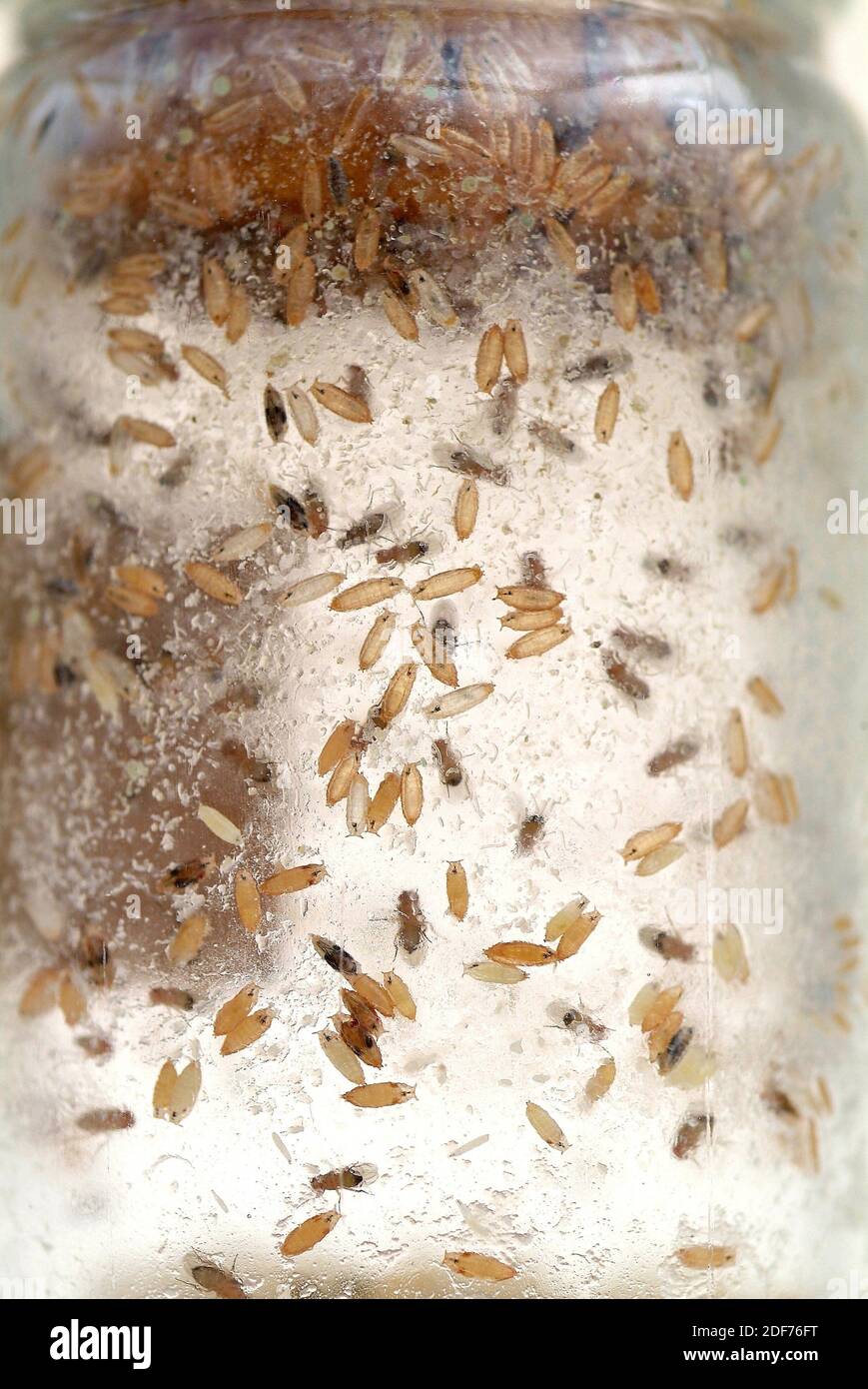 Vinegar fly or common fruit fly (Drosophila melanogaster), adults and larvae in a breeding flasck for genetic research. Stock Photo