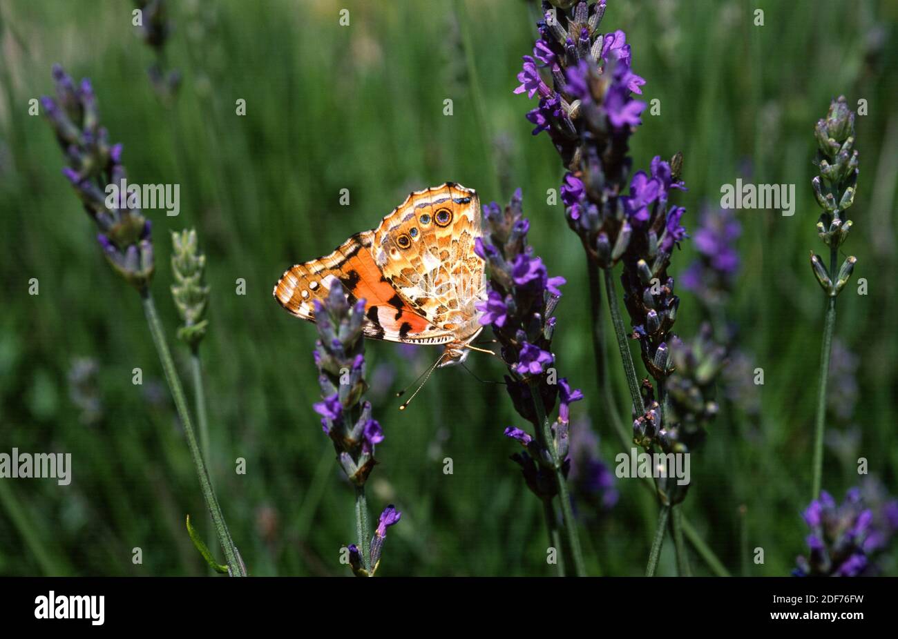Painted lady (Cynthia cardui or Vanessa cardui) is a cosmopolitan butterfly. Adult. Stock Photo