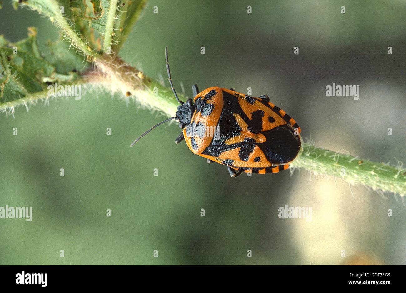 Shield bug (Eurydema ventralis) is an hemiptera insect native to Europe. Stock Photo
