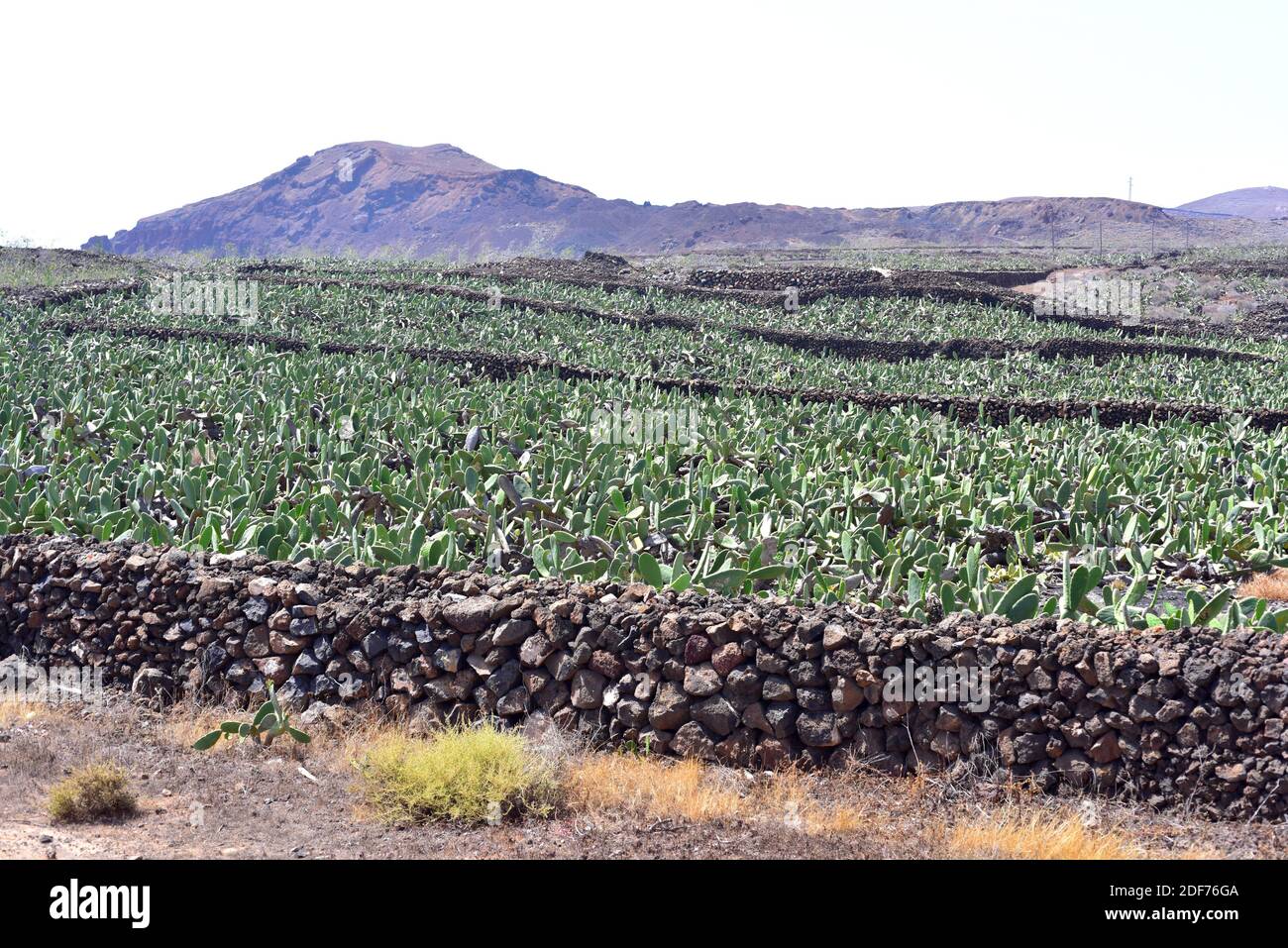 Cactus cultivation for cochineal breeding. Cochineal (Dactylopius coccus) is an hemiptera insect that which dye carmine is extracted. This photo was Stock Photo