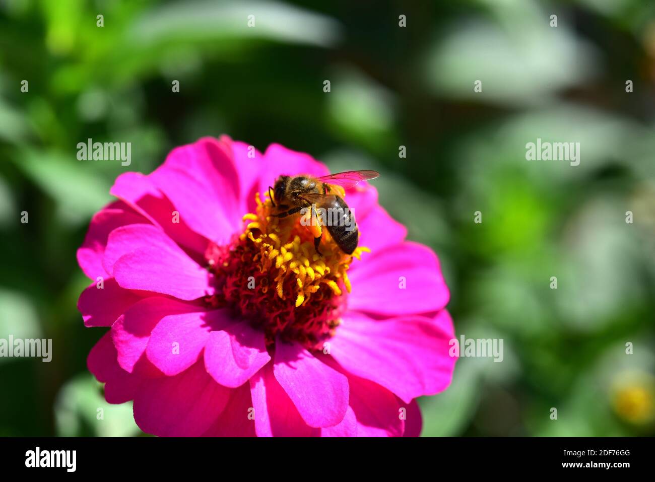 European honey bee (Apis mellifera or Apis mellifica) is an hymenoptera insect honey producer. Zinnia flower. Stock Photo