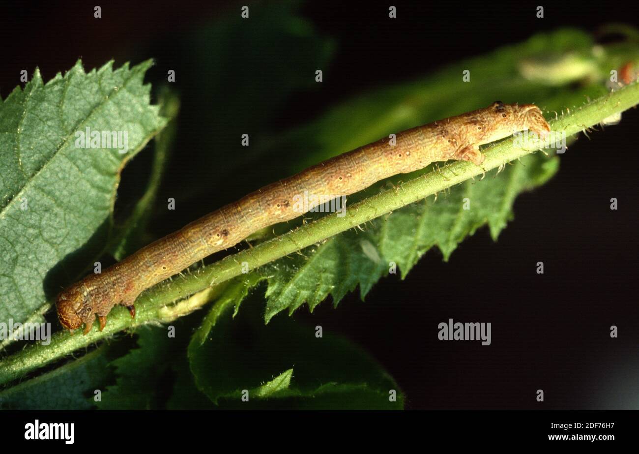 Feathered thorn (Colotois pennaria) is a moth native to Europe and Near East. Caterpillar. Stock Photo