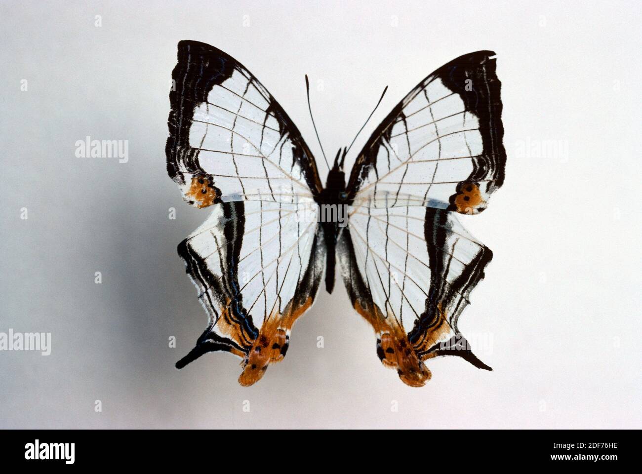 Straight-lines map-wing (Cyrestis nivea) is a butterfly native to southeastern Asia. Adult, dorsal surface. Stock Photo