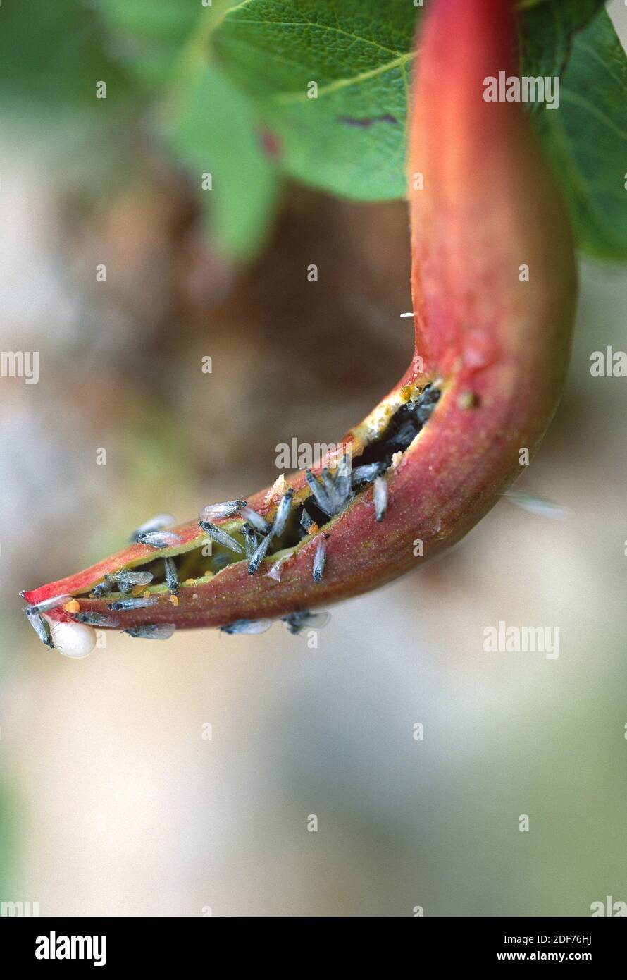 Terebinth gall produced by Baizongia pistaciae or Pemphigus cornicularius on terebinth (Pistacia terebinthus). Stock Photo