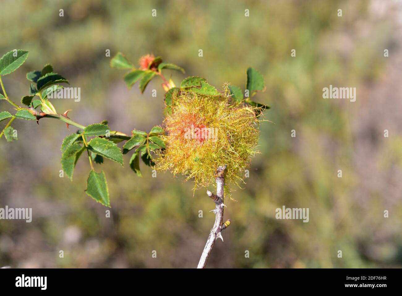 Rose bedeguar gall or moss gall is a gall produced by the hymenoptera insect (Diplolepis rosae) on Rosa canina. This photo was taken near Fortanete, Stock Photo
