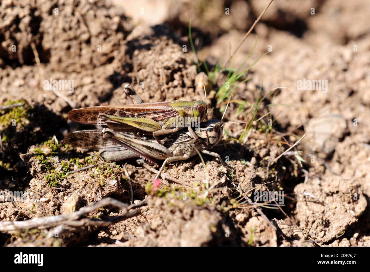 Migratory locust (Locusta migratoria) is a gregarious insect. This photo was taken in La Albera, Girona province, Catalonia, Spain. Stock Photo