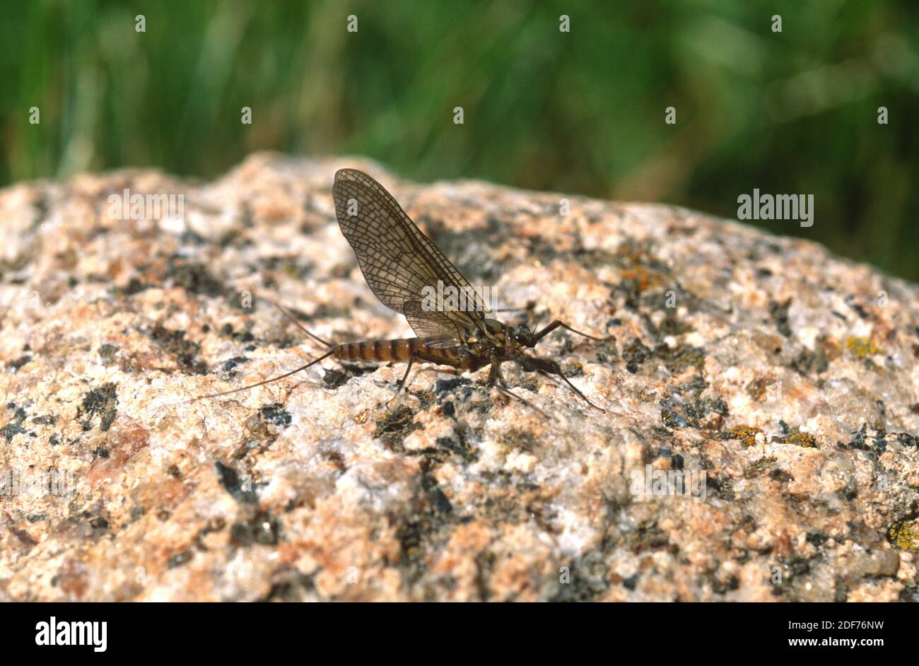 March brown mayfly (Rhithrogena germanica) is an insect used for fly fishing. This photo was taken near Setcases, Girona province, Catalonia, Spain. Stock Photo