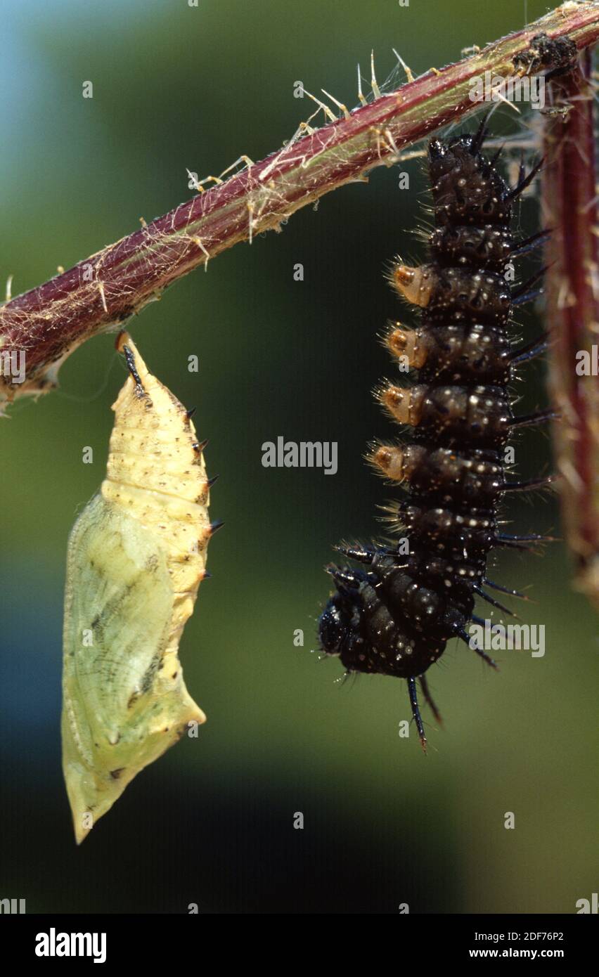 Caterpillar peacock butterfly hires stock photography and images Alamy