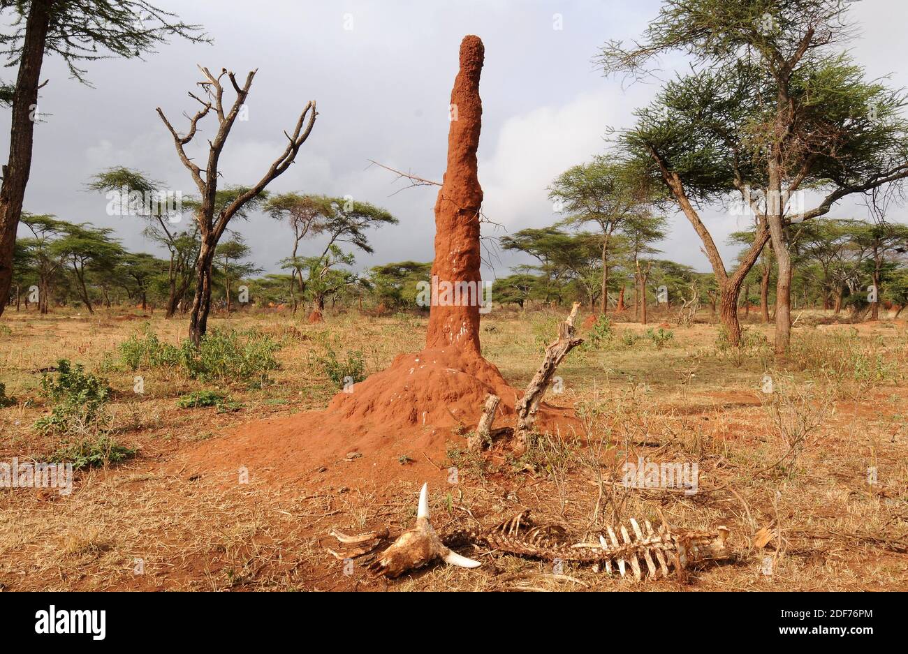 Mound-building termites in Ethiopia with a cow skeleton. Stock Photo