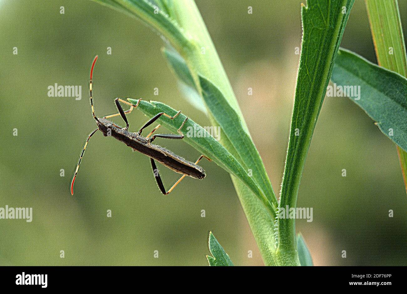 Micrelytra fossularum is a bug native to Mediterranean regions. Stock Photo