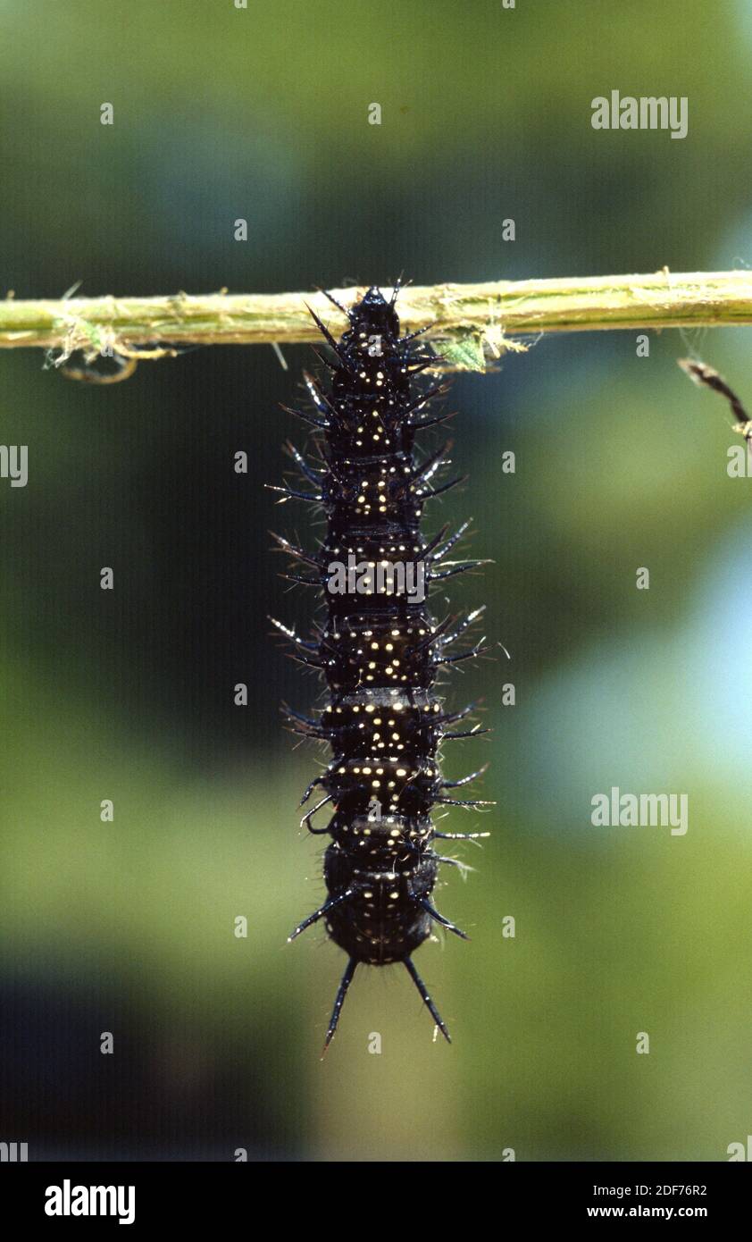 European peacock (Aglais io or Inachis io) is a butterfly native to