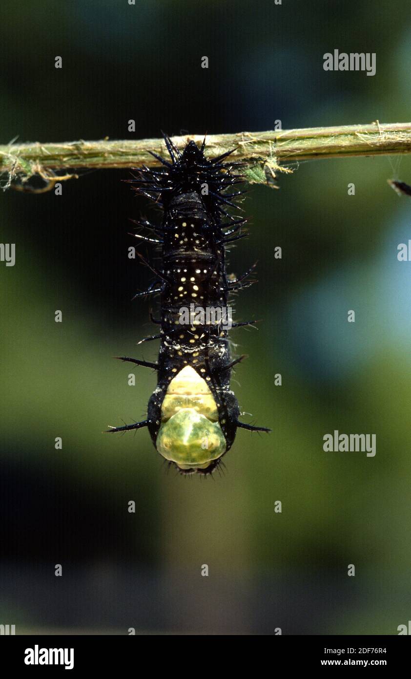 Caterpillar peacock butterfly hires stock photography and images Alamy