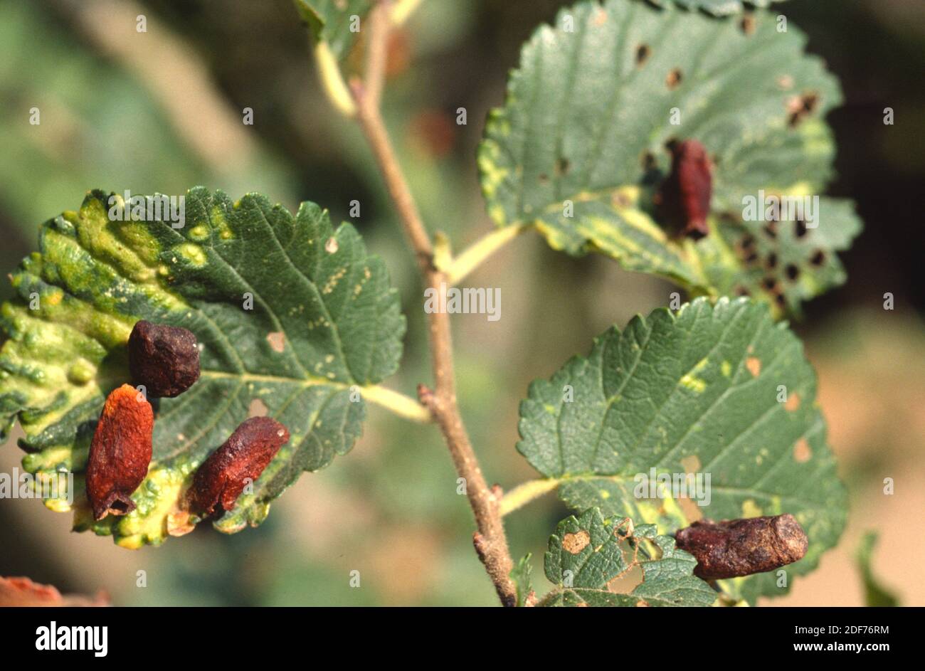 Elm sack gall produced by aphid Tetraneura ulmi on elm leaves. Stock Photo