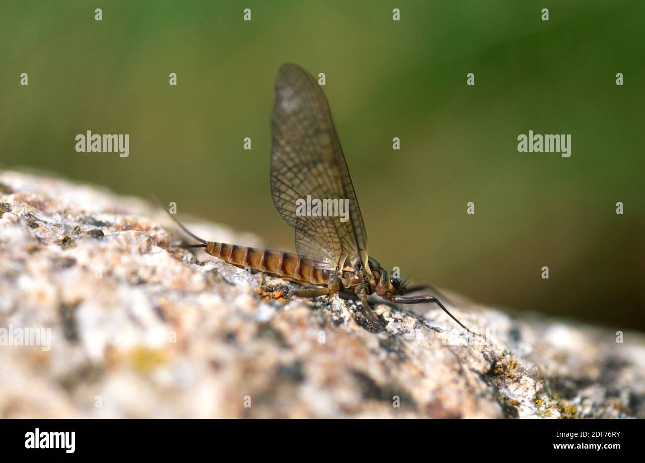 March brown mayfly (Rhithrogena germanica) is an insect used for fly fishing. This photo was taken near Setcases, Girona province, Catalonia, Spain. Stock Photo