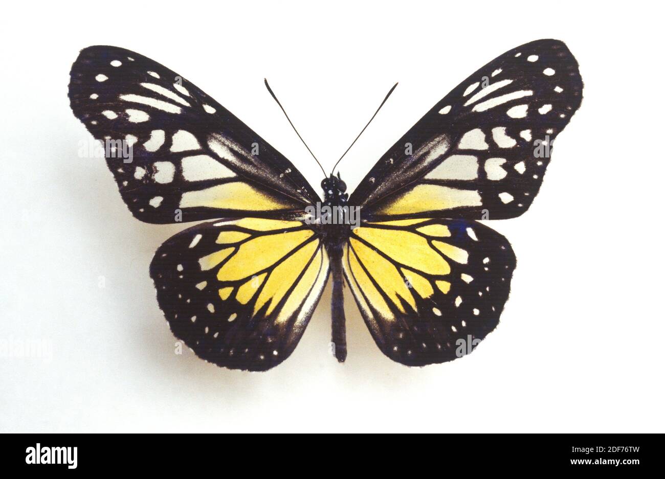 Yellow glassy tiger (Danaus aspasia) is a butterfly native to southern Asia. Adult, dorsal surface. Stock Photo