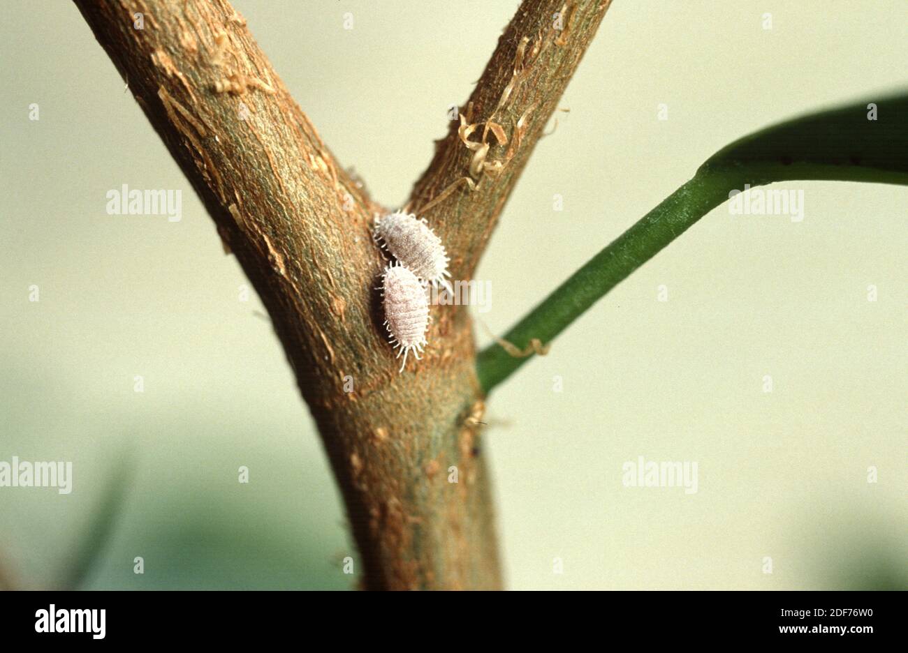 Citrus mealybug (Planococcus citri) is insect parasite to citrics and other plants. Stock Photo