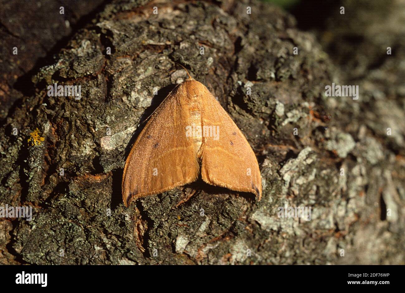 Spiny hook-tip (Drepana uncinula) is a moth native to southwestern Europe. Stock Photo