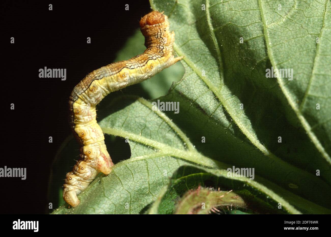 Mottled amber (Eriannis defoliaria) is a moth native to Europe. Caterpillar. Stock Photo