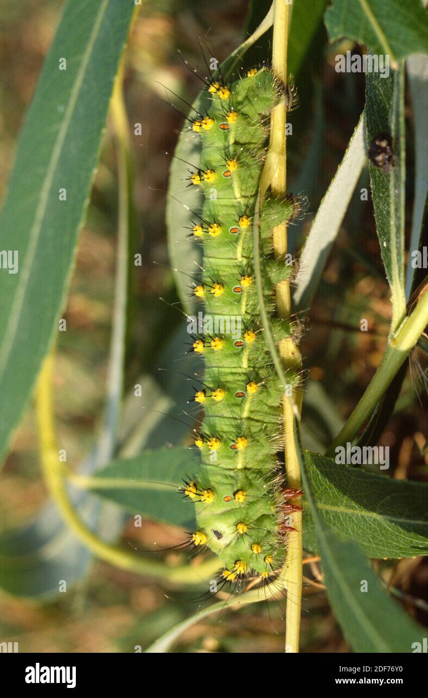 Small emperor moth (Eudia pavonia or Saturnia pavonia) is a moth native